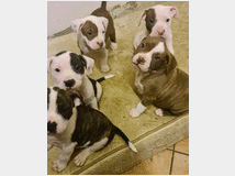 4809236 Cuccioli di pitbull