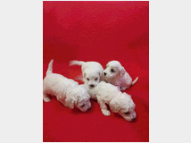 4811316 Cuccioli di maltese