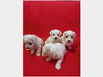 4811317 Cuccioli di maltese