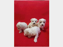 4811319 Cuccioli di maltese