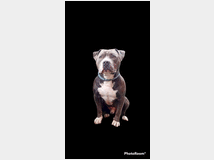 4812600 American bully 