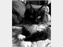 4815506 Gatto Maine Coon