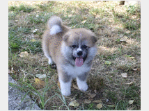 4824211 Cuccioli di Akita