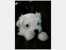 4829318 Cucciola Maltese taglia