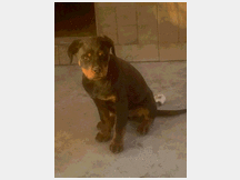 4831081 ROTTWEILER  