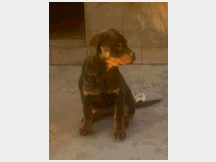 4831082 ROTTWEILER  