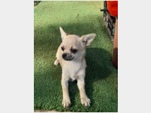 4835914 Cuccioli chihuahua 