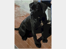 4838099 Cucciola Cane Corso