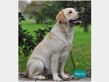 4841895 Cucciolata Labrador Retriever