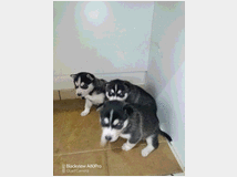 4857447 Husky siberian 