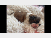 4862705 Shih Tzu 