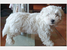 4865931 Maltese maschio cucciolo