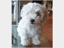 4865940 Maltese maschio cucciolo