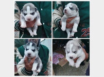 4868934 Cuccioli siberian husky