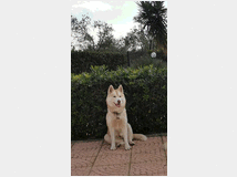 4868936 Cuccioli siberian husky