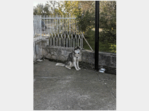 4868937 Cuccioli siberian husky