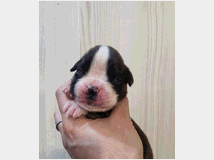 4869805 CUCCIOLI DI BOXER