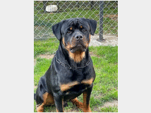 4873260 rottweiler  