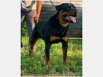 4873261 rottweiler  