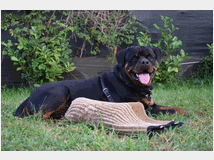 4873262 rottweiler  