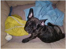 4875812  Cucciola bouledogue