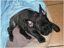 4875813 Cucciola bouledogue francese