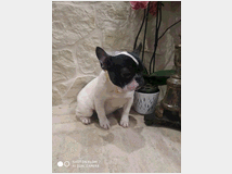 4878475 Bouledogue Bulldog Francese