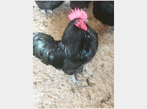 4878882 feconde galline ornamentale