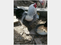 4878883 feconde galline ornamentale