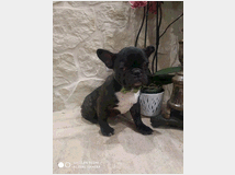 4882150 cane Bouledogue 