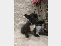 4882152 cane Bouledogue 