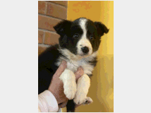 4886398 Cuccioli Border Collie