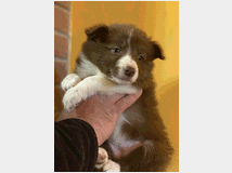 4886399 Cuccioli Border Collie