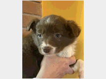 4886400 Cuccioli Border Collie