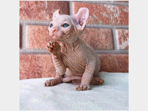 4896877 sphynx  