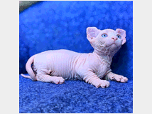 4896879 sphynx  