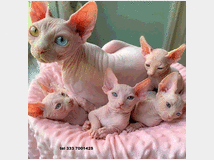 4899781 sphynx gatto nudo