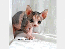 4899782 sphynx gatto nudo