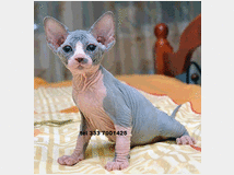 4899783 sphynx gatto nudo