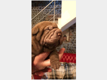 4904026 Sharpei  