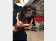 4904027 Sharpei  