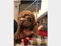 4904028 Sharpei  