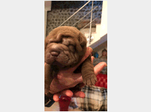 4904029 Sharpei  