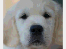 4904721 Golden Retriever 