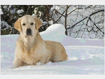 4904722 Golden Retriever 