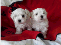 4915200 CUCCIOLI MALTESE 