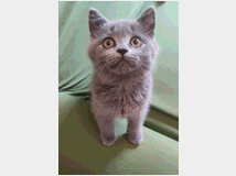 4916949 British shorthair 