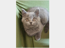 4916950 British shorthair 