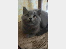 4916952 British shorthair 