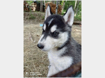 4918214 Siberian Husky 